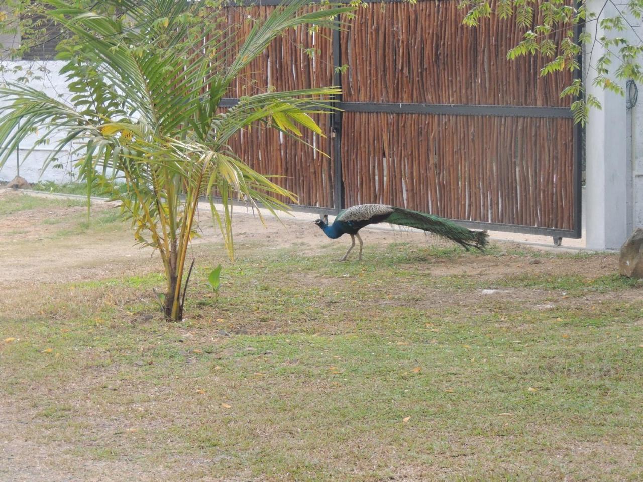Ma Villa Unawatuna (Adults Only) Kültér fotó